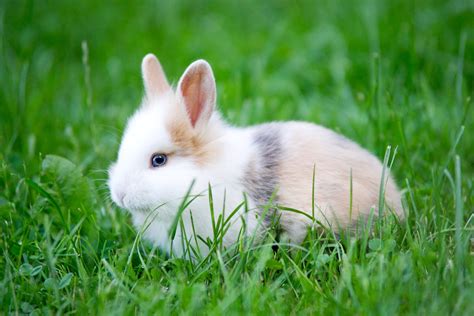 Baby Rabbit Blue Eyes Free Photo Download Freeimages