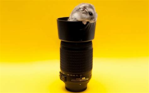 Hamster Wallpapers Best Wallpapers