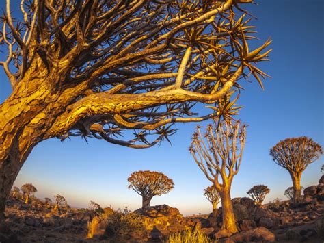 Premium Photo View Of The Quivertree Forest At Sunset In Namibia Africa