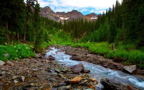 Spring Landscape River Mountain Flowers Pine Forest Hd