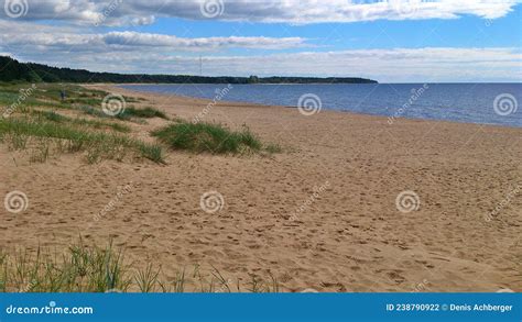Sandy Beach With Grass Sea Coniferous Forest Stock Photo Image Of