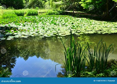 Small Pond In The Forest Stock Photo Image Of Foliage 116874194