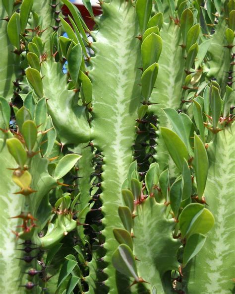 Euphorbia Trigona Trees To Plant Euphorbia African Milk Tree