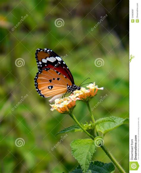Butterflie And The Flower Stock Image Image Of Butterfly 124828087