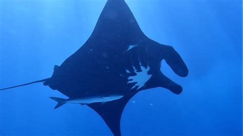 Worlds Oldest Known Manta Ray Celebrates More Than 40 Years On Great