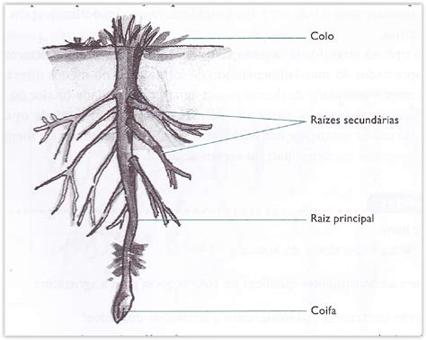 Anatomia Das Raízes