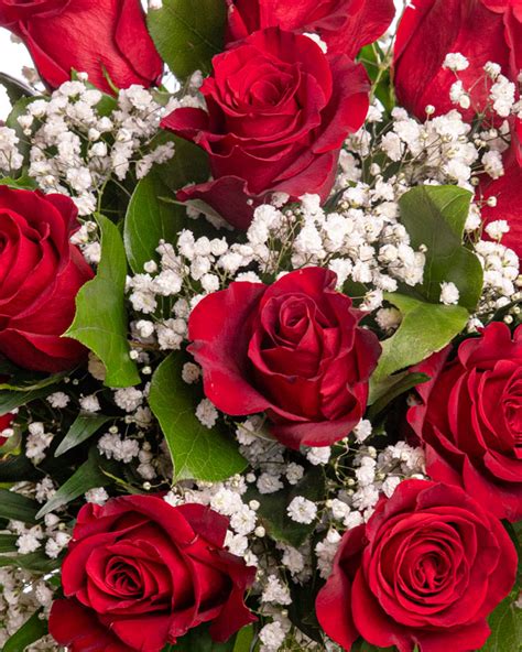 Red Roses And Gypsophila Bouuqet Magnoliaro