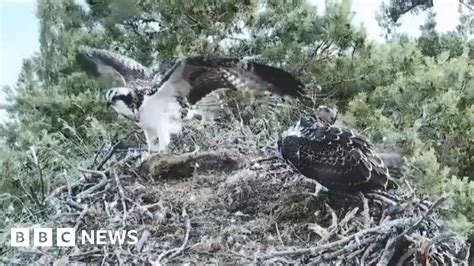 First Osprey Of The Season Takes Flight At Perthshire Reserve