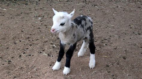 Geep Goat Sheep Hybrid Animal Definition Image