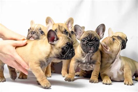 How Many Puppies Do French Bulldogs Have In A Litter