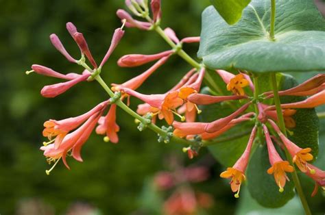 Vines plants examples with names. Pictures of Vines: Examples of Climbing Plants | Climbing ...