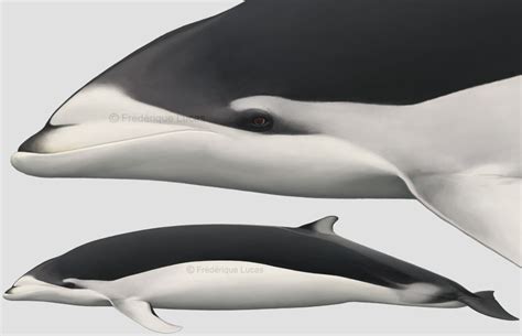 Hybrid Dolphins Southern Lisso X Dusky By Namu The Orca On Deviantart
