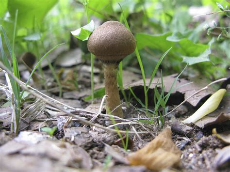 Help Identifying Possible Psilocybe Mushroom In Georgia
