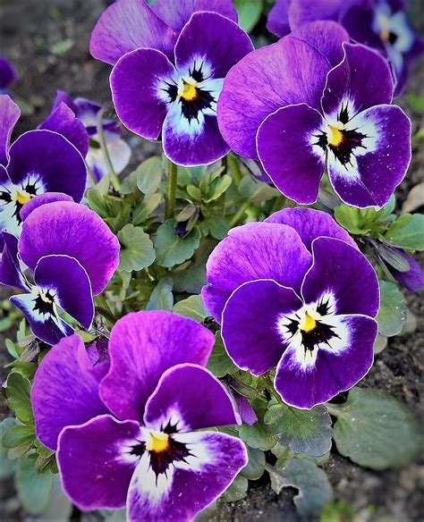 Pansy 400500 Spring Flowers Violet With Small Faces Garden