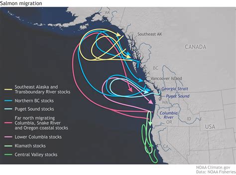ENSO Map Salmon Migration Png NOAA Climate Gov