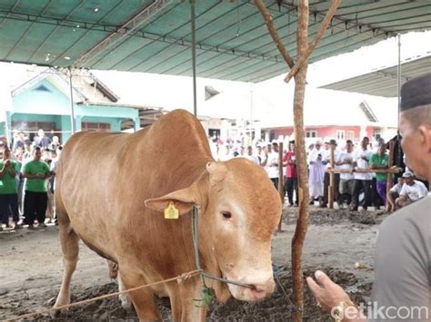 Berita Dan Informasi Kurban Sapi Terkini Dan Terbaru Hari Ini Detikcom