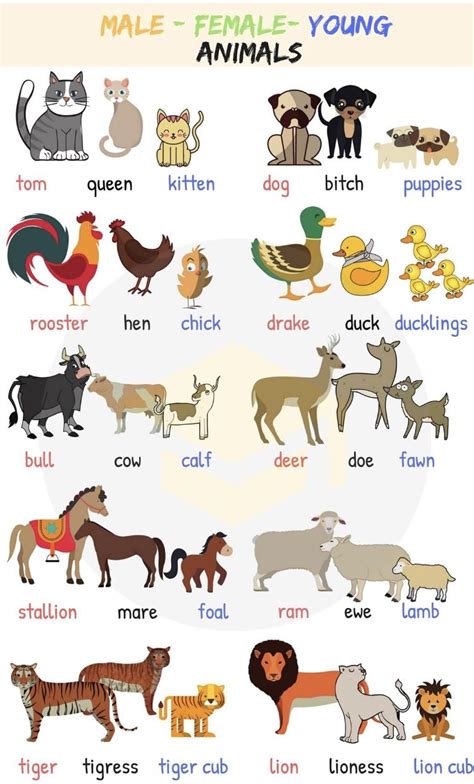 Animals And Their Babies Animales En Ingles Nombres Para Cachorros