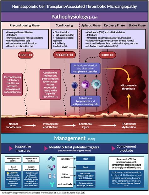 thrombotic microangiopathies an illustrated review abou‐ismail 2022 research and practice