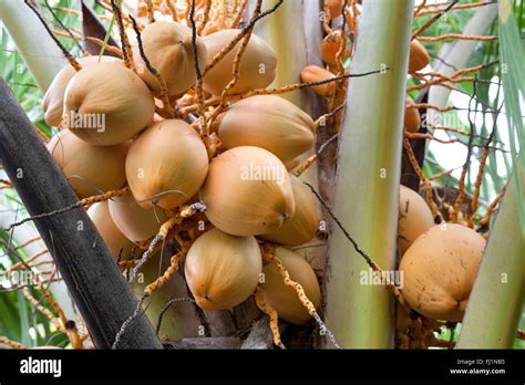 Coconut Tree Fruit Hi Res Stock Photography And Images Alamy