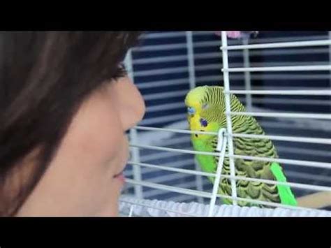 How To Teach Your Budgie To Talk YouTube