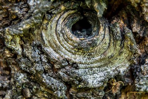 Eye Of The Tree Photograph By Mick Anderson Fine Art America