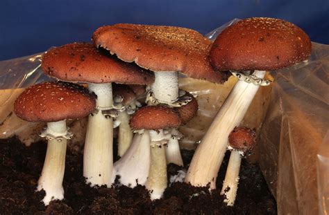 Large And Edible Wine Cap Mushrooms Stropharia Rugosoannulata Eat