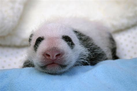 Panda Pandas Baer Bears Baby Cute 37 Wallpapers Hd Desktop And