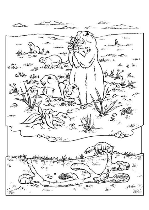 Grassland Animals And Plants Coloring Pages Reinatumccoy