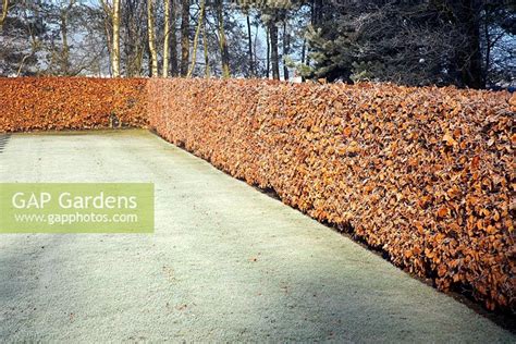 Gap Gardens Fagus Copper Beech Hedge With Frosted Lawn In January