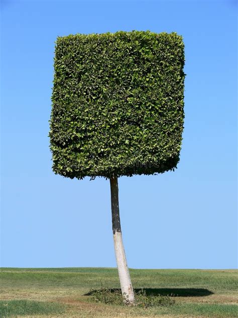 Square Shape Tree Stock Image Image Of Ornamental Plant 4934265
