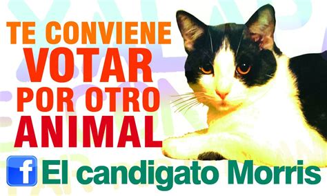 Morris Cat Mayor Feline Is Running For Mayor Of Mexican City With