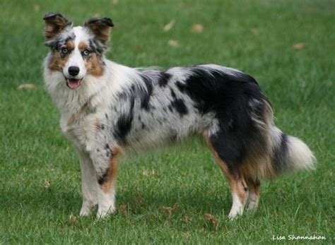 63 Australian Shepherd Blue Heeler Cross Border Collie L2sanpiero