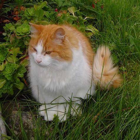 The variations among cat coats are physical properties and should not be confused with cat breeds. Norwegian Forest Cat | Cat Breed