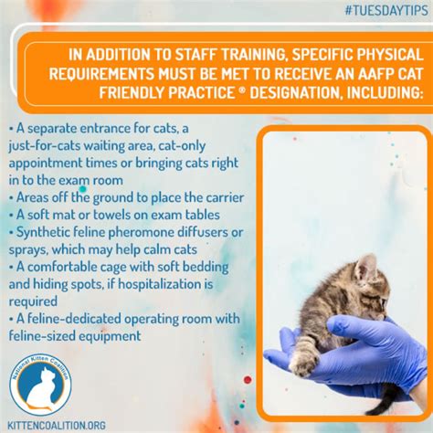 The Purrks Of Choosing A Cat Friendly Practice For Veterinary Care