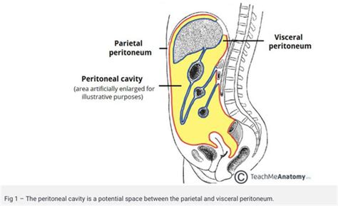 The Peritoneal Abdominal Cavity Flashcards Quizlet