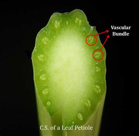 Structure And Classification Of Vascular Bundles In Plants Easy Biology