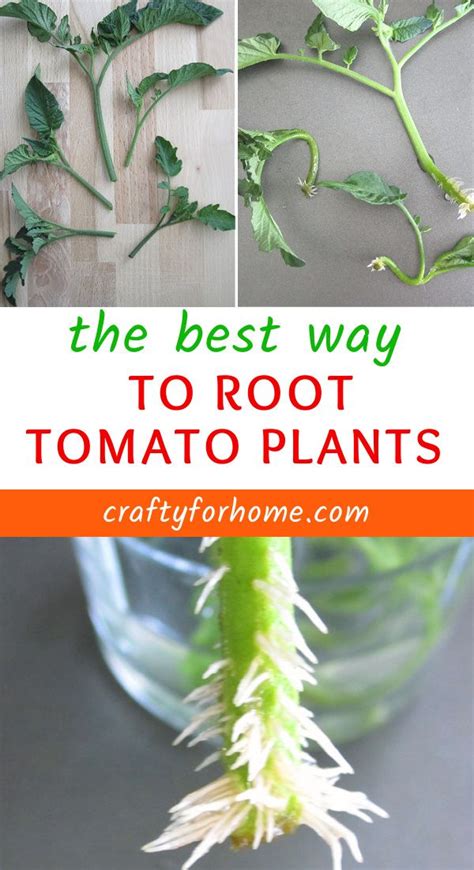 An Easy Way To Grow Tomatoes From Cuttings And Get More Free Tomato