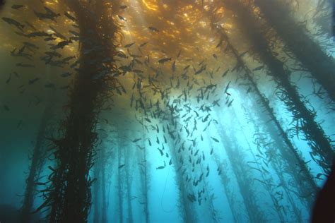 Kelp Forest Kelp Forest Underwater Photography Underwater World
