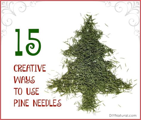 15 Great Ways To Use Your Extra Pine Needles Pine Needles Pine