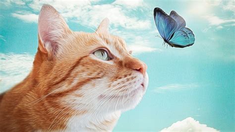 Cat And Kupu Kupu Butterfly Wallpaper Hd With Cat 1600x900