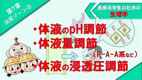 生理学 泌尿ゾーン③ 「体液のph調節」「体液量の調節（r A A系など）」「体液の浸透圧調節」 Youtube