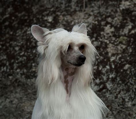 Pin On Chinese Crested Powder Puff
