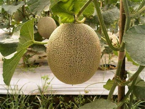 jual benih melon sakata glamour  hybrid melon  lapak agrobenih