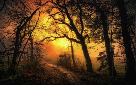 Nature Landscape Morning Sun Rays Fall Trees Mist Path Leaves Grass