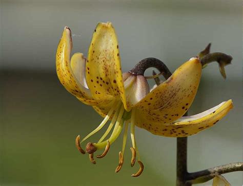 Und das tatsächlich auch zu jeder jahreszeit und bei jedem wetter. Botanischer Garten in München Foto & Bild | pflanzen ...