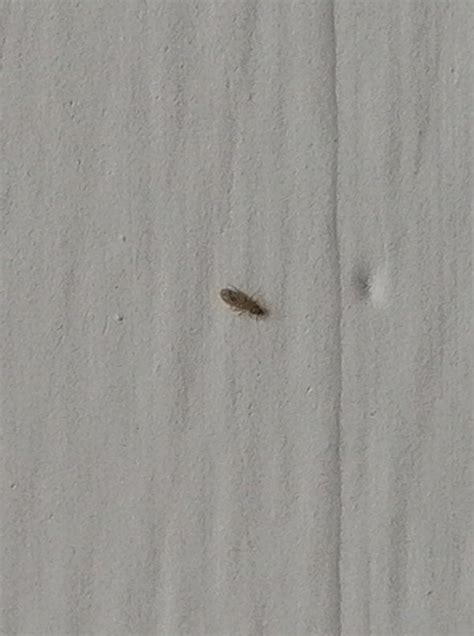 Tiny 1mm Long Bugs Found Several Of Them In My Uk Home Lately Mainly