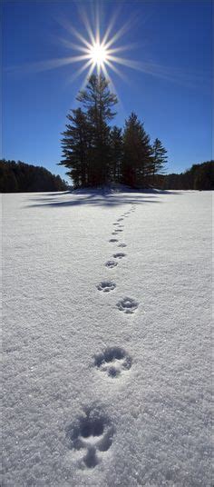 102 Best Tracks In The Snow Images Animal Tracks Paw