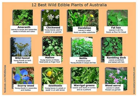 12 Best Edible Wild Plants Of Australia Edible Wild Plants Plants In