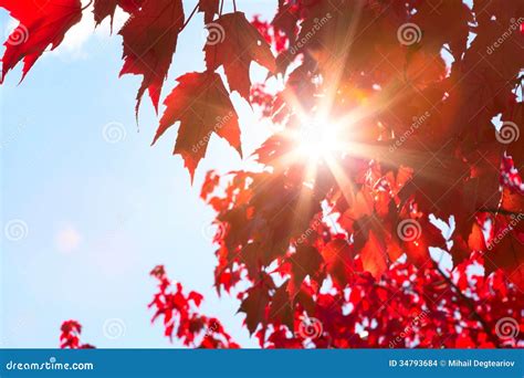 Sunshine Through Autumn Leaves Stock Photo Image Of Shine Outdoors