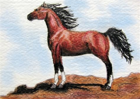 Blood Bay Arabian Aceo By Calzephyr On Deviantart